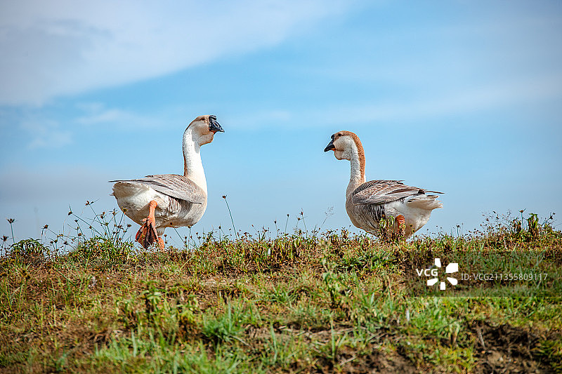 中国广东省汕尾市陆丰狮头鹅图片素材