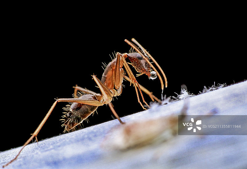 《蚁珠光》图片素材