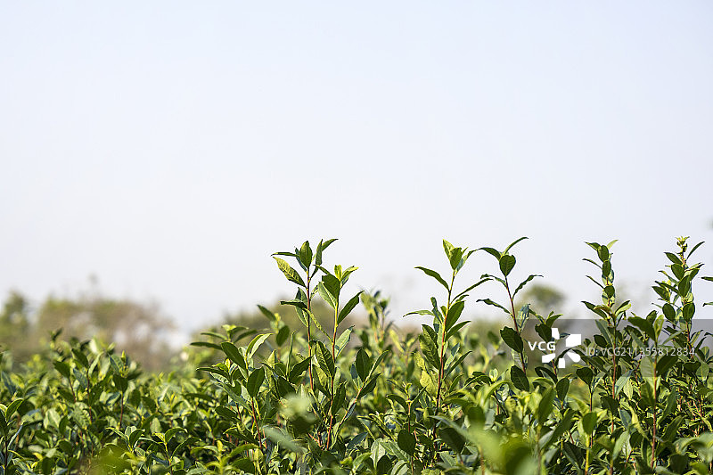 南京江宁方山雨花茶园图片素材