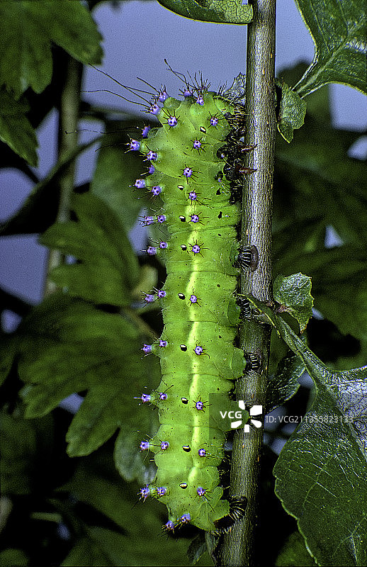 梨大蚕蛾（巨型孔雀蛾，维也纳皇帝）- 毛毛虫图片素材