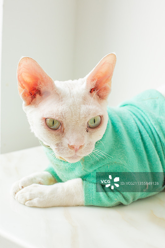 猫/狸花猫英国短毛猫美国短毛猫橘猫布偶猫无毛猫图片素材