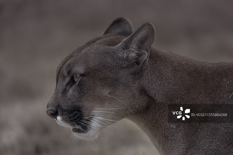 美洲狮图片素材