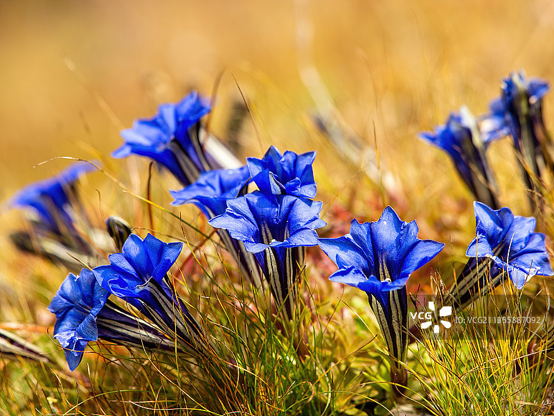 四川甘孜稻城-亚丁秋色-龙胆花图片素材