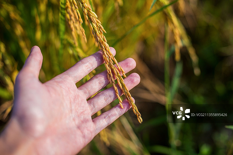 谷类特写图片图片素材