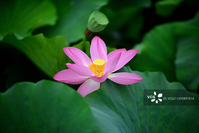 菊花 紫薇 植物 花朵  红叶 雏菊 荷花图片素材