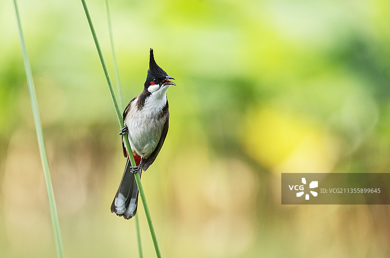 红耳鹎图片素材