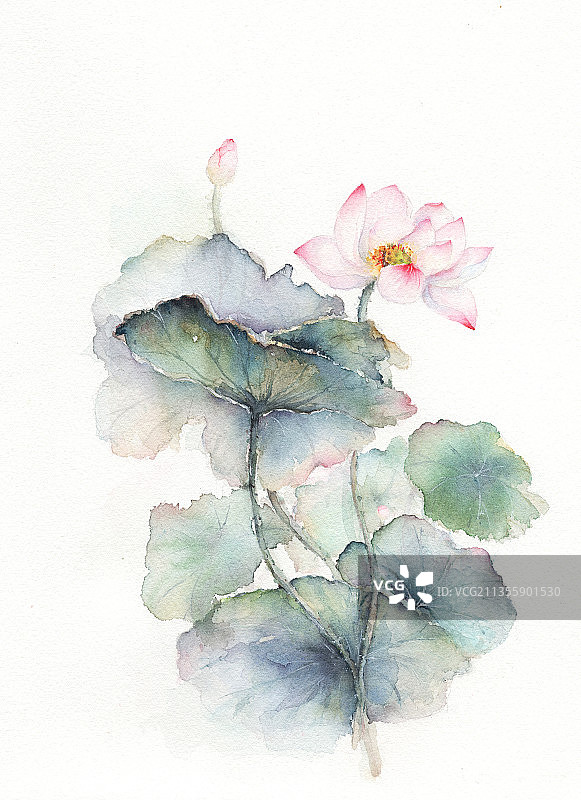 水彩手绘淡墨水芙蓉荷花水莲图片素材