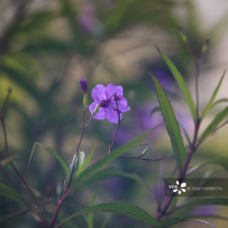 蓝花草图片素材