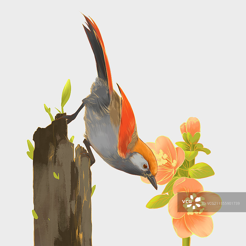 中国风，鸟，植物，工笔画，手绘，插画图片素材