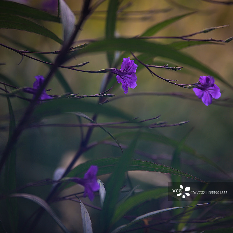 蓝花草图片素材