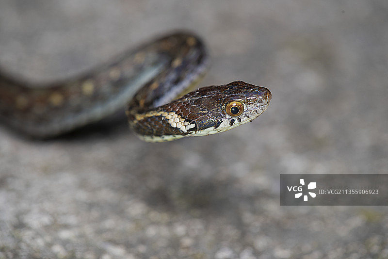 蛙 蛇 爬行动物图片素材
