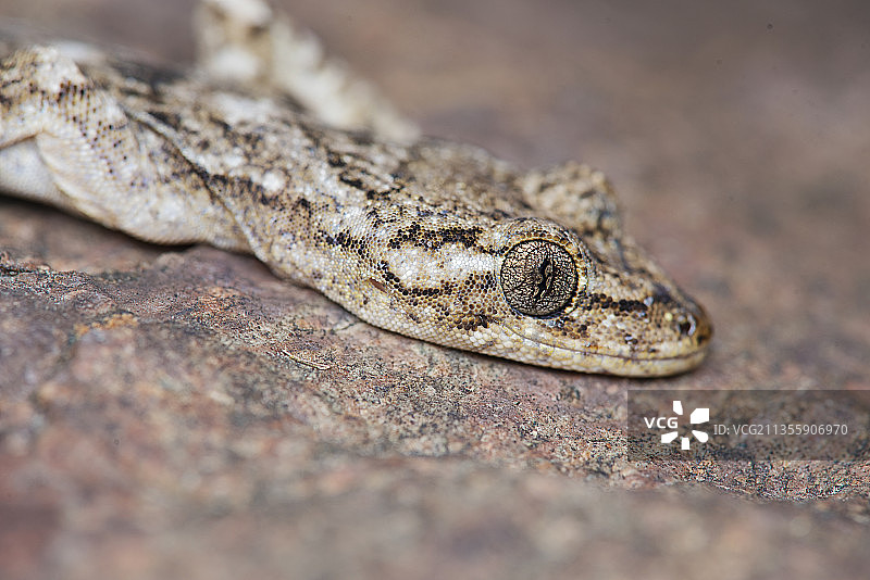 蛙 蛇 爬行动物图片素材