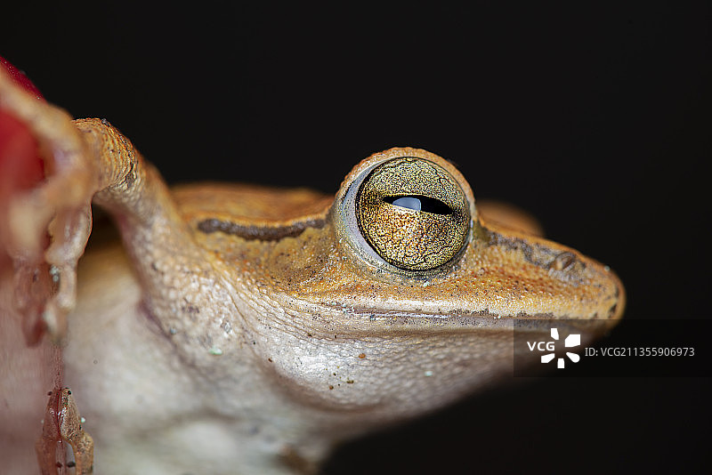 蛙 蛇 爬行动物图片素材