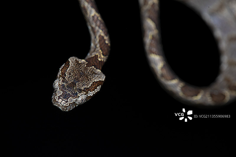 蛙 蛇 爬行动物图片素材