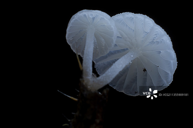 菌类 蘑菇图片素材
