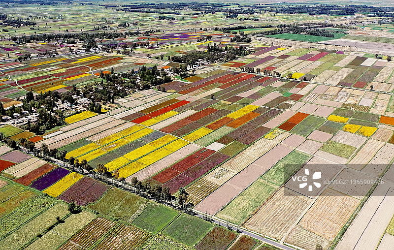 甘肃玉门花田花海图片素材