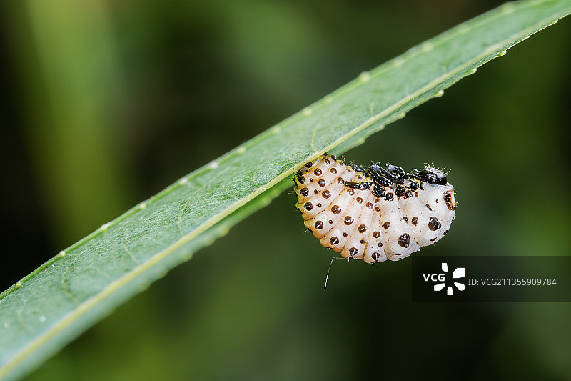 杨叶甲幼虫图片素材