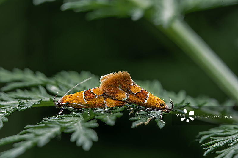麦蛾交尾图片素材