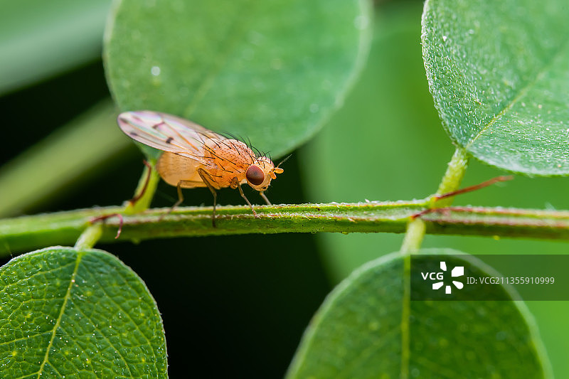 果蝇图片素材