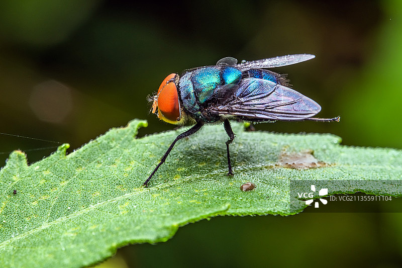 蝇图片素材