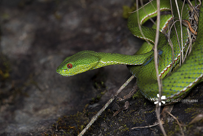 蛙 蛇 两爬动物图片素材