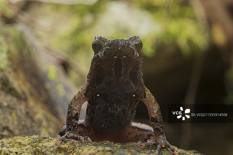 蛙 蛇 两爬动物图片素材
