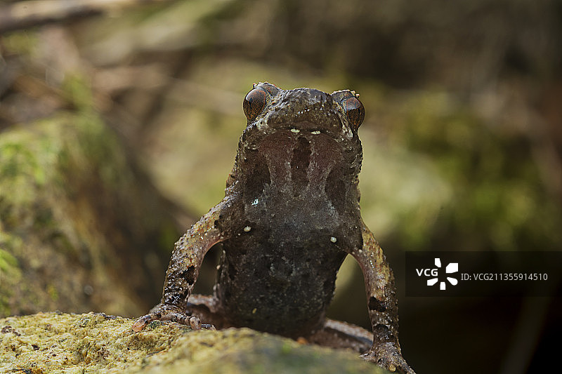 蛙 蛇 两爬动物图片素材