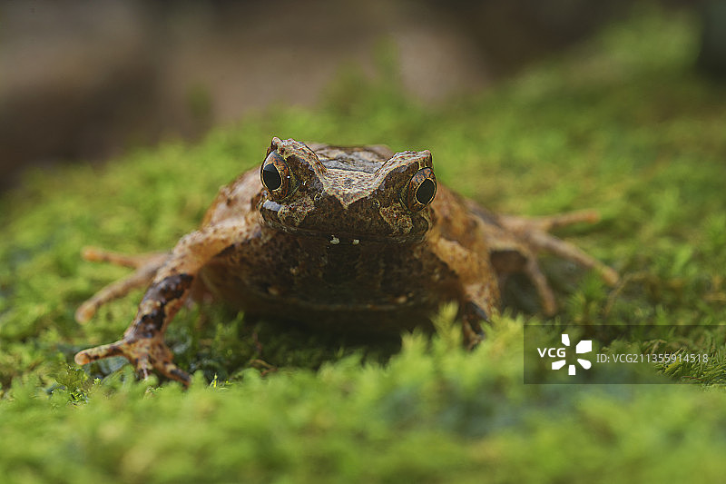 蛙 蛇 两爬动物图片素材