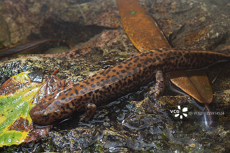 蛙 蛇 两爬动物图片素材