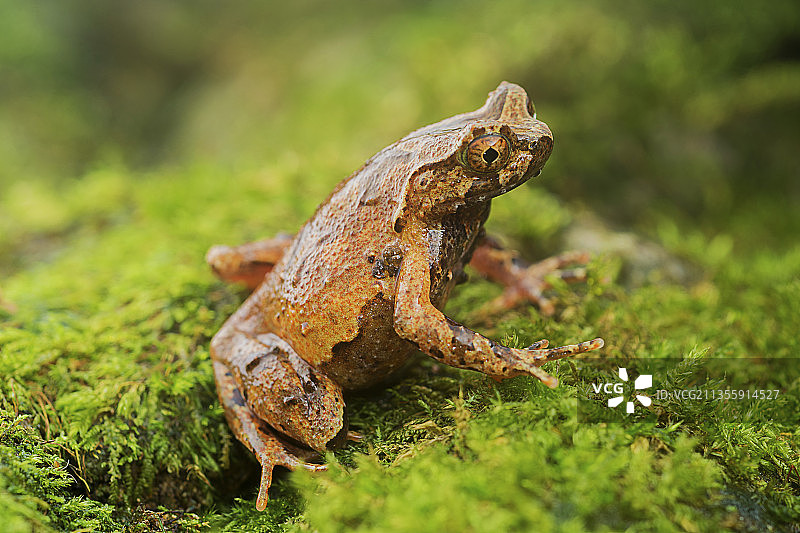 蛙 蛇 两爬动物图片素材