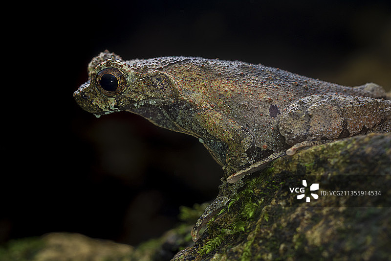 蛙 蛇 两爬动物图片素材