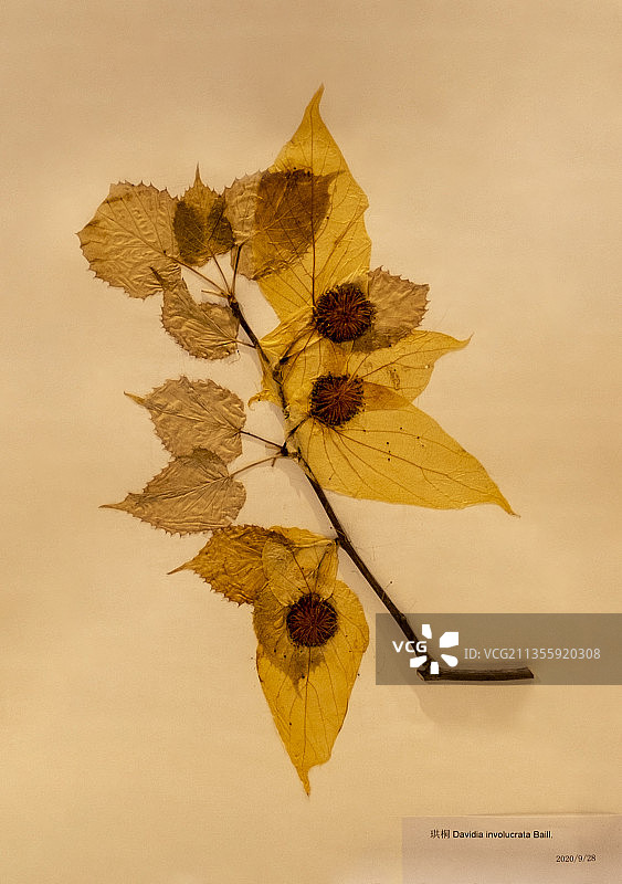 秦岭珍稀植物标本-- 珙桐图片素材