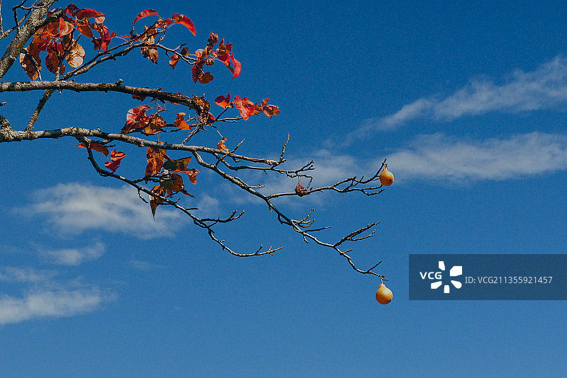 婆娑碧叶晶，枝下脆梨莹。如玉香酥美，甘甜润肺清。图片素材