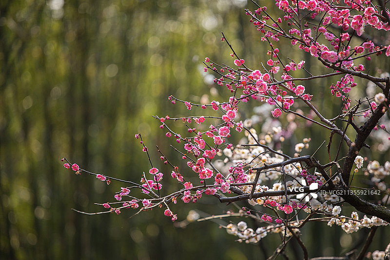 春之声图片素材