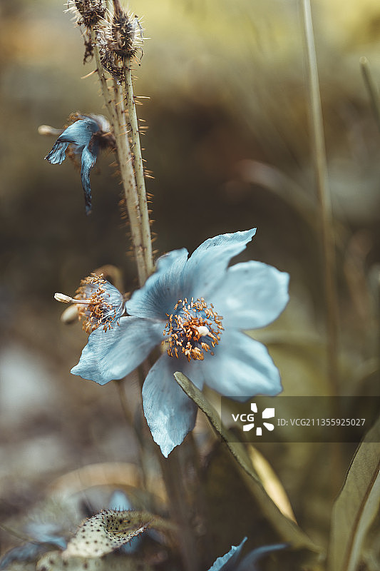 高原珍惜植物群图片素材