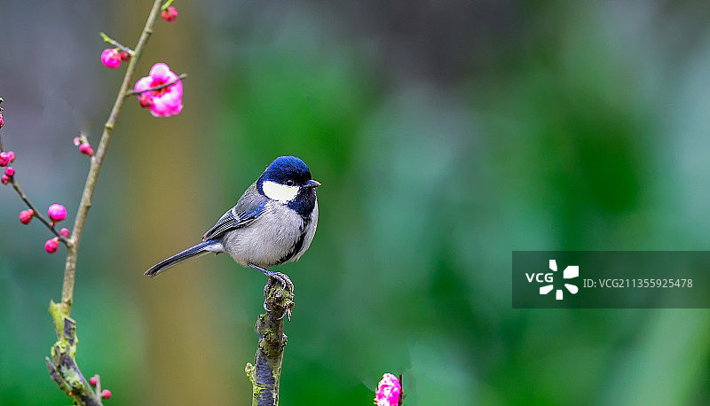 大山雀图片素材