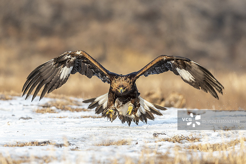 一只草原霸主金雕在冬日阳光的雪地里飞翔觅食图片素材
