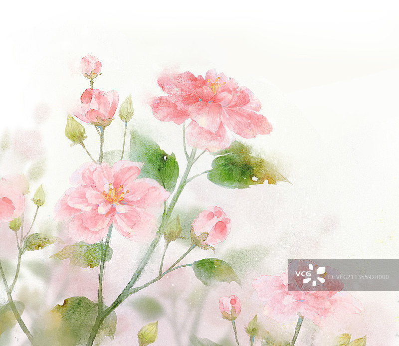 木芙蓉图片素材