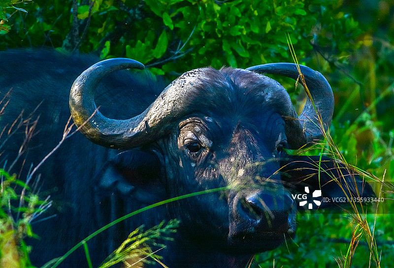 非洲水牛图片素材