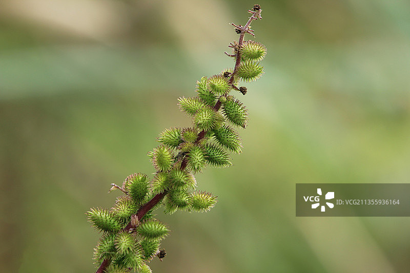 苍耳，苍耳子，老苍子，刺八裸，苍浪子，青棘子图片素材