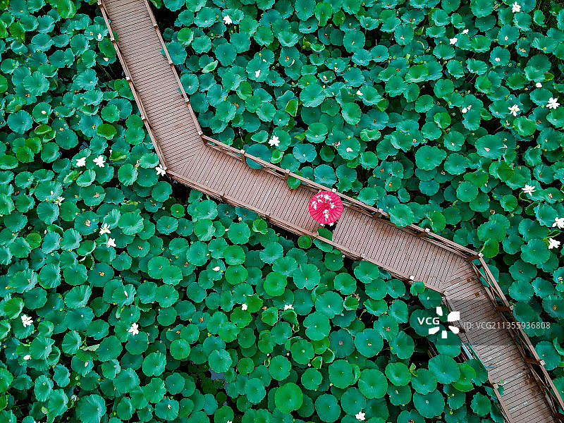 俯瞰荷塘图片素材