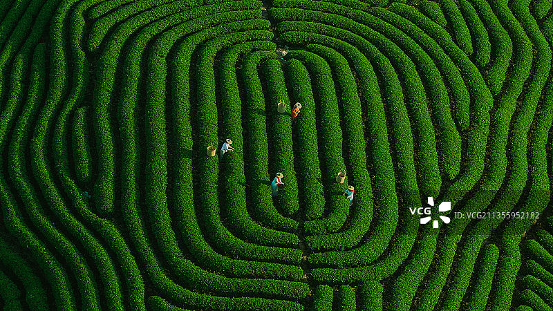 茶山韵律图片素材