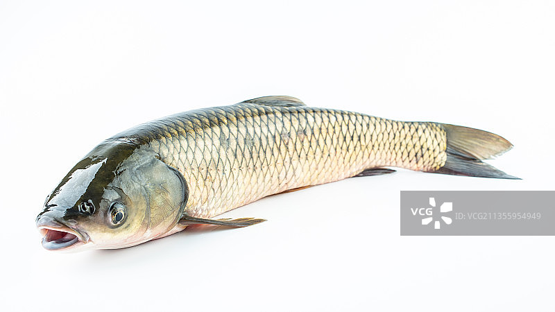 白背景上一条鲜活草鱼图片素材