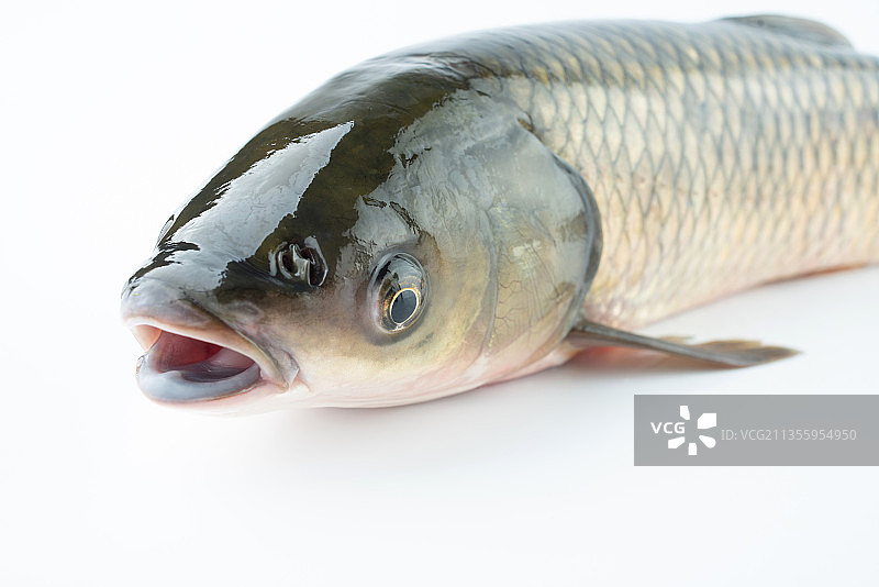 白背景上一条鲜活草鱼张大嘴巴图片素材