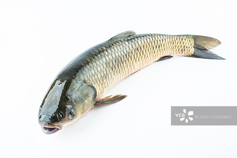 白背景上一条鲜活草鱼图片素材
