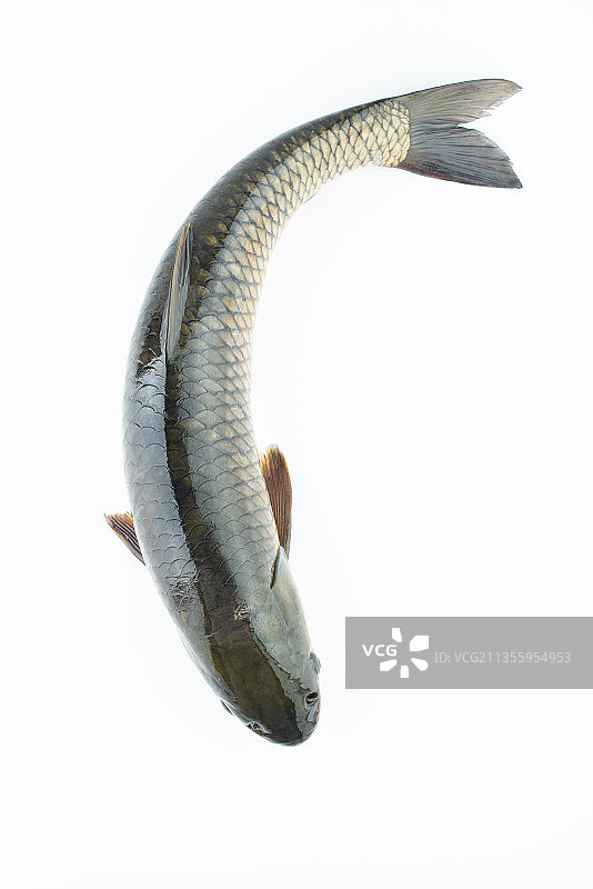 白背景上一条鲜活草鱼图片素材