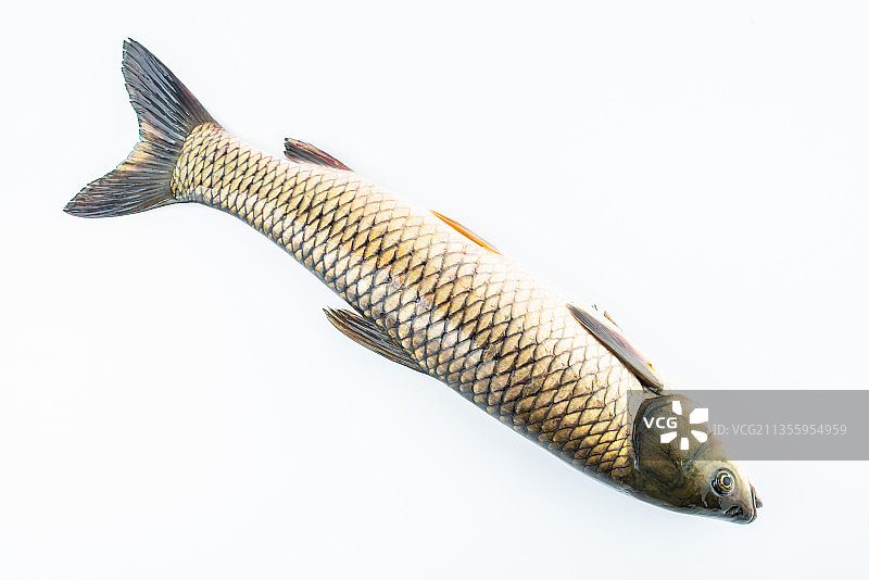 白背景上一条鲜活草鱼图片素材