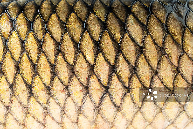 草鱼鳞片纹理背景图片素材