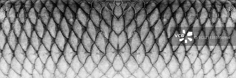 鱼鳞片纹理背景图片素材