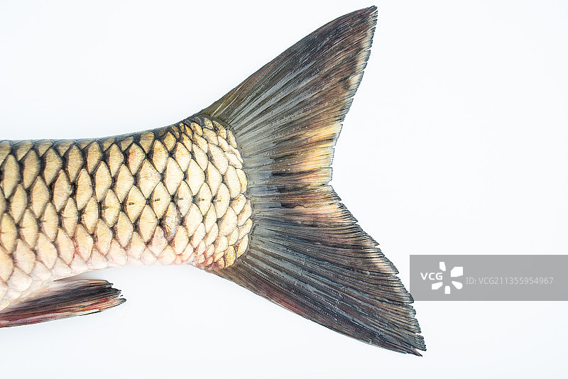 草鱼尾巴特写图片素材